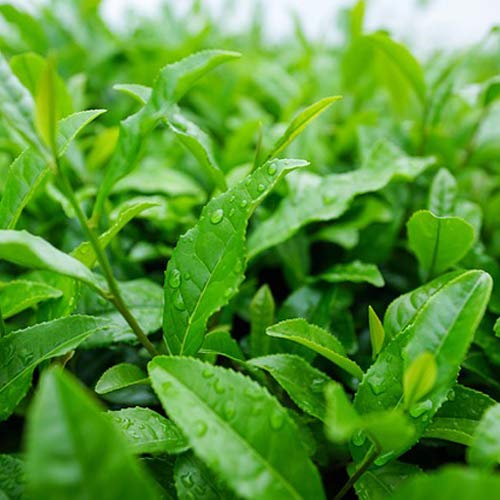 ECO amenities Travel Kit - Mini Shampoo & Conditioner Set - Eco Paraben-Free Soap Bars & Travel Essentials - Individually Wrapped Hotel Amenities Kit - 1 Fl Oz each, Pack of 150, Green Tea