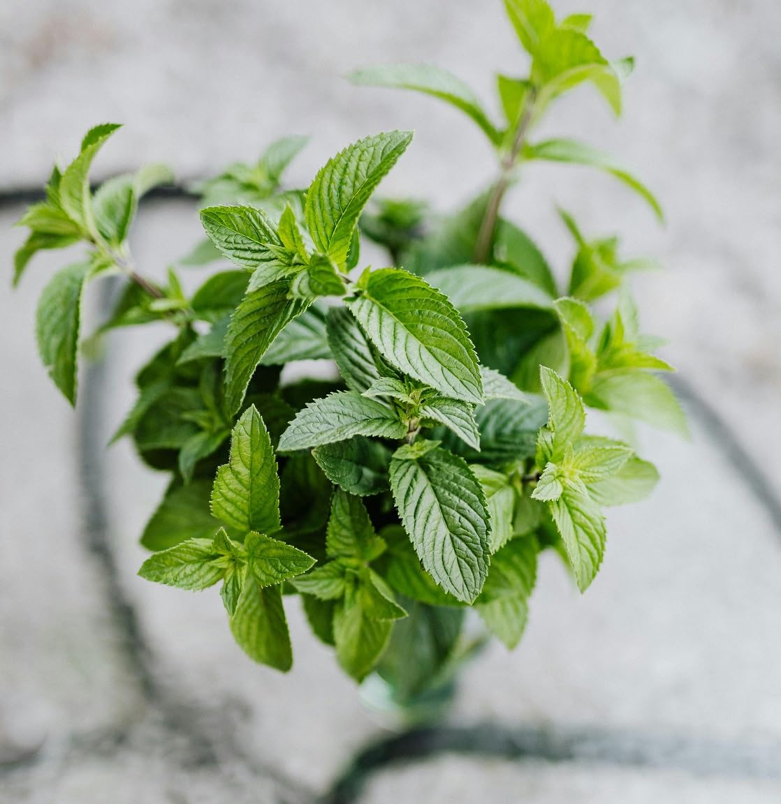 XIEJINJI Spearmint Tea Bags, 40 Count - 100% Pure Spearmint Leaves, Antioxidant-Rich, Supports Digestion, Refreshing & Soothing