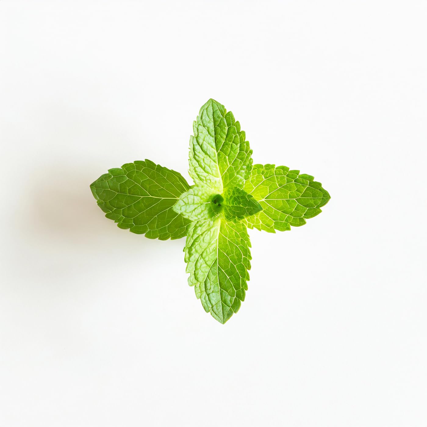 Essential Oxygen, Certified Organic Brushing Rinse, Combo, Peppermint, All Natural mouthwash, Dentist Recommended, Alcohol-Free Oral Care, 1 - 3 fl oz bottle and 1 - 16 fl oz bottle, BR (Pack of 2)