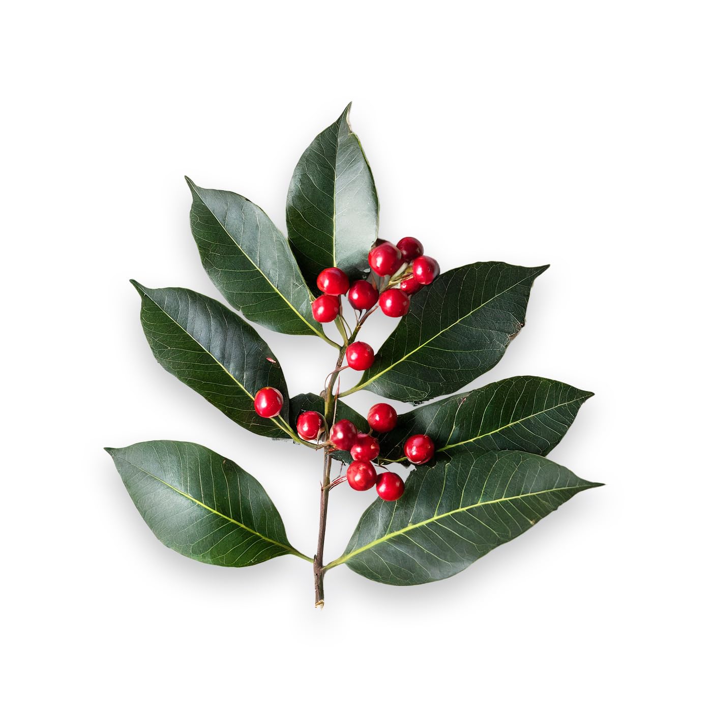 Essential Oxygen BR Certified Organic Brushing Rinse, All Natural Mouthwash for Whiter Teeth, Fresher Breath, and Happier Gums, Alcohol-Free Oral Care, Wintergreen, 2 Piece Set, 16 Oz