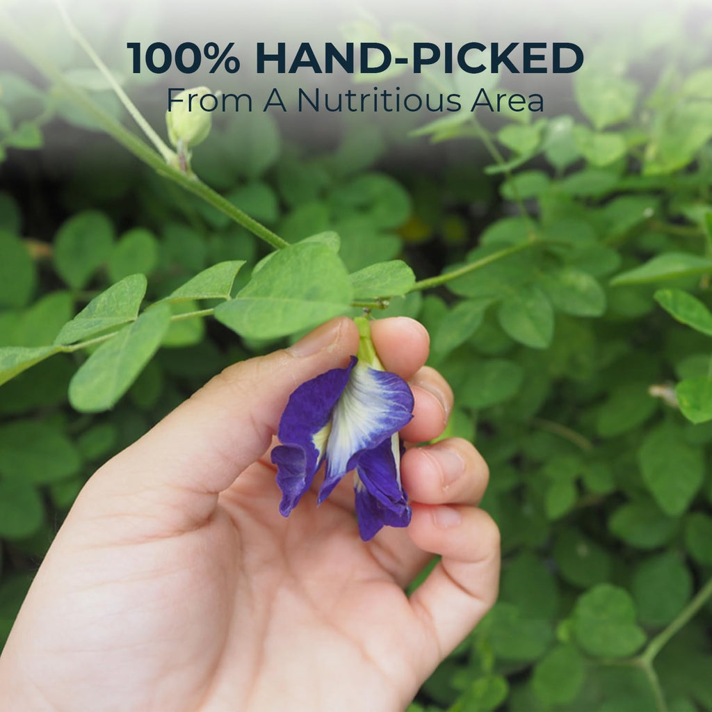 Butterfly Pea Flower Tea with Jasmine & Stevia - 55 Count (+5 Tea Bags) - 4.44 oz, Bamboo Tong, No Sugar Added & No Additives, Re-Steep Natural Herbal Tea Blend for Skin,Support