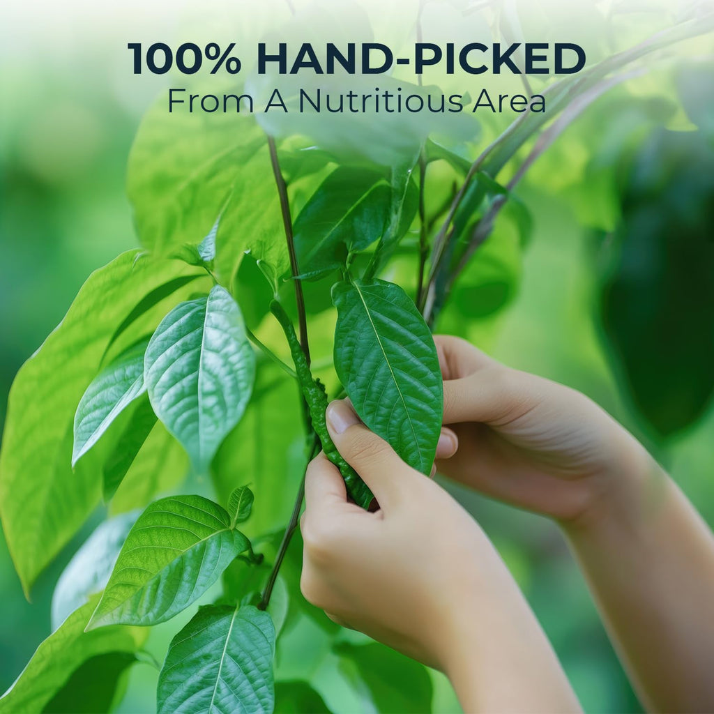 Natural Celastrus Hindsii Tea with Solanum Trilobatum & Stevia - 55 Count (+5 Tea Bags) - 4.59 oz, Bamboo Tong, Re-Steep Herbal Detox Tea Blend for Relax, Energy & Inner Health Support