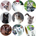 1.5" Cat Stickers for Kids Teachers, 500 Pcs Cat Kitten Stickers for Toddlers Birthday Party, School Reward, Giveaways
