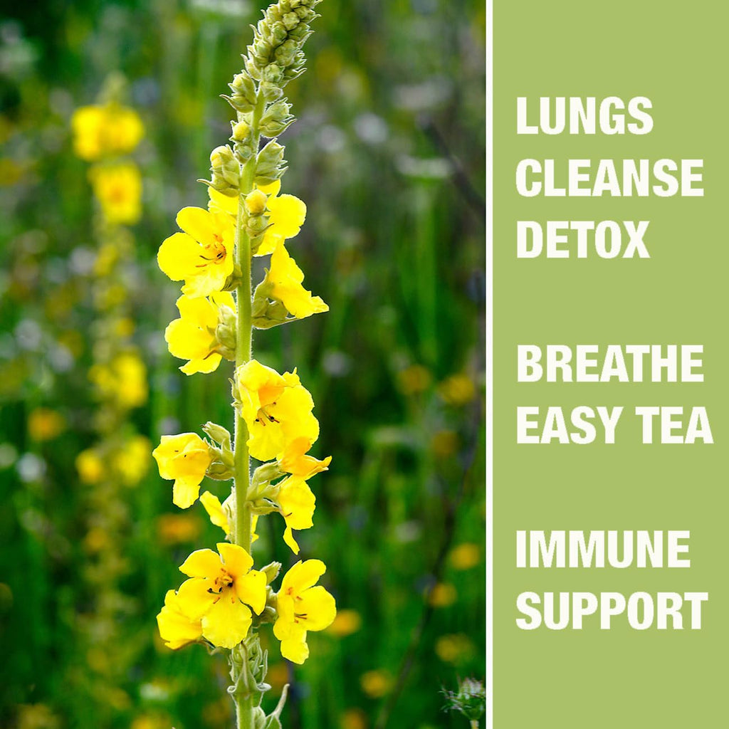 40 Bags Dried Mullein Leaf Tea for Lungs - Lung Detox Cleanse Tea for Smokers - Herbal Mullen Mullien for Breathe Easy - Caffeine-Free, Immune Support