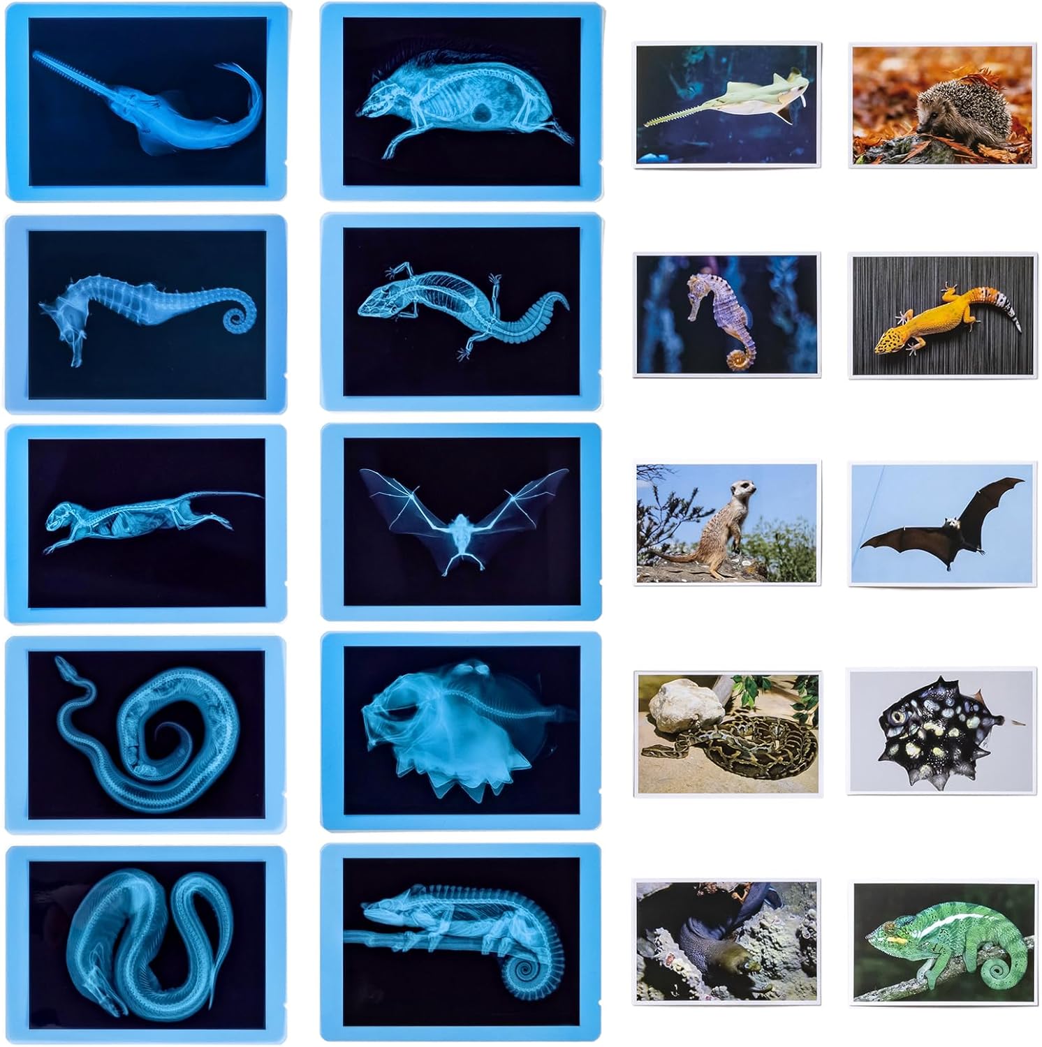 20 Pcs Animal Xrays and Picture Cards - Educational Science Kit for Kids, Explore The Fascinating World of Animal Skeletons