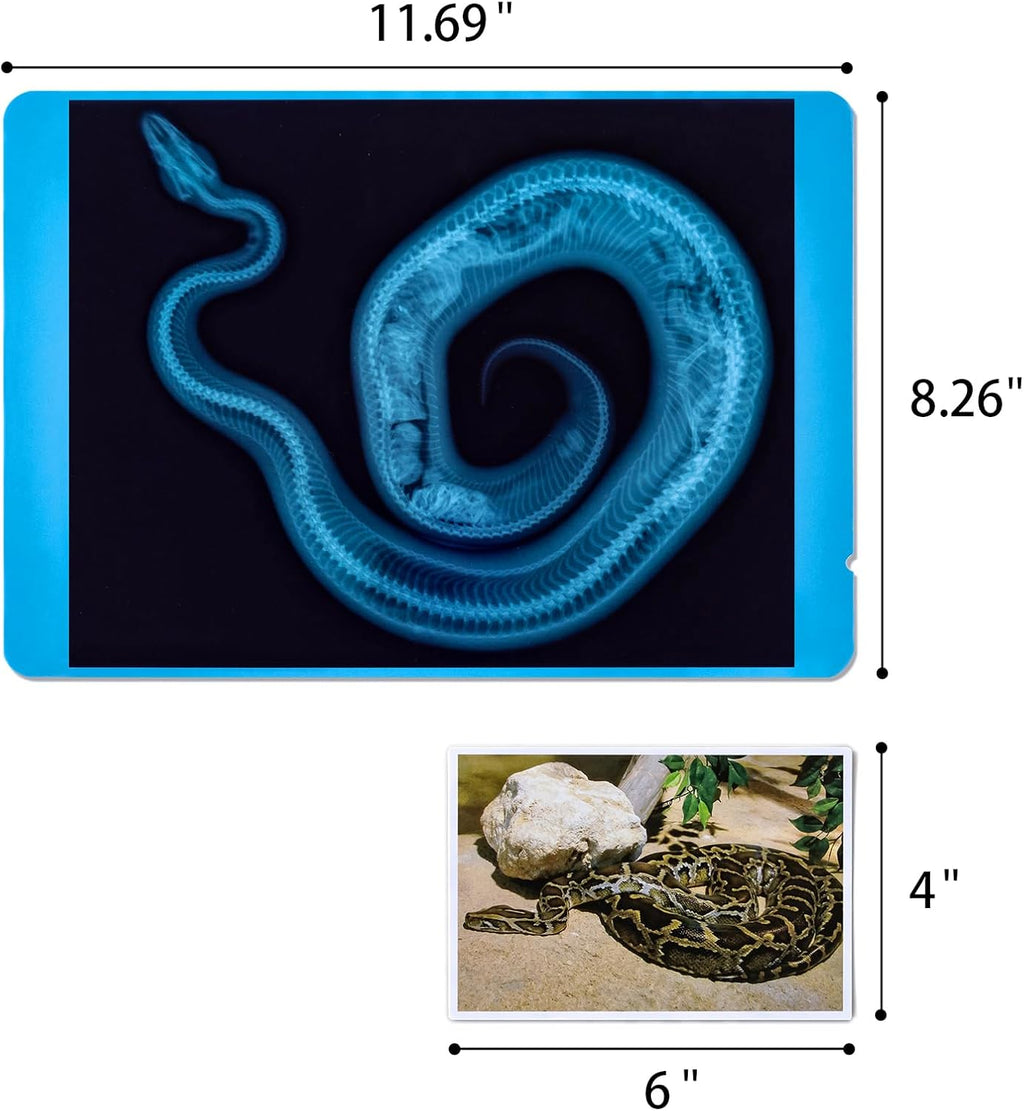 20 Pcs Animal Xrays and Picture Cards - Educational Science Kit for Kids, Explore The Fascinating World of Animal Skeletons
