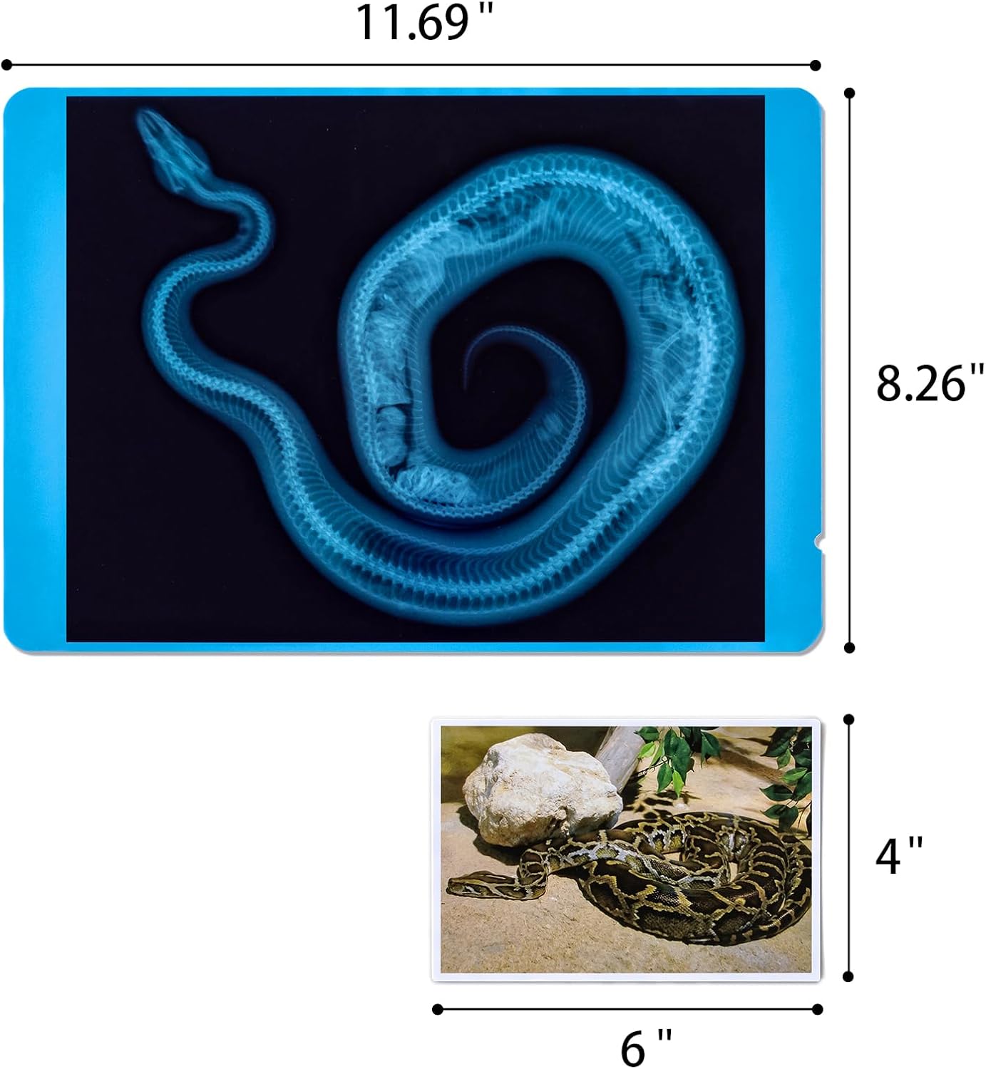 20 Pcs Animal Xrays and Picture Cards - Educational Science Kit for Kids, Explore The Fascinating World of Animal Skeletons