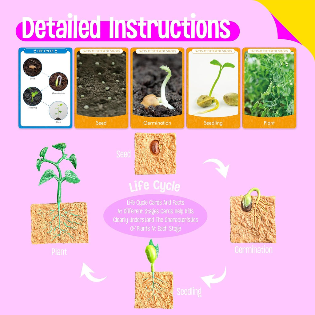 15 Plant Life Circle Flashcards with 4 Plastic Figurines-Seed to Plant, Plants Introduction Card Plants Growth Details for Nature Lovers & Adults, Montessori Toy for Kids