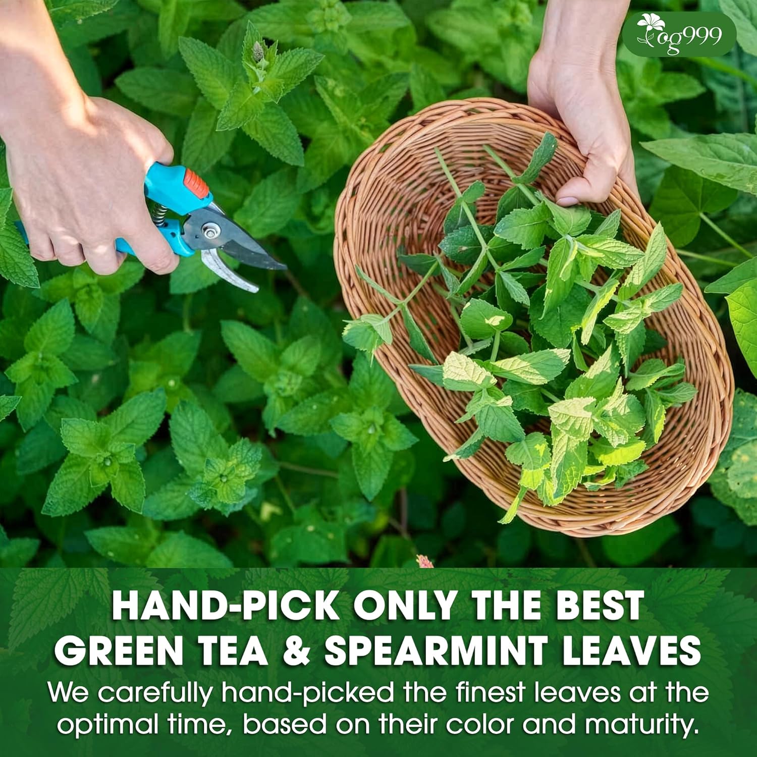 TOG999, Premium Moroccan Mint Green Tea | 60 Tea bags | Traditional Green Tea with Spearmint – Refreshing Flavor, Premium Quality Herbal Blend. Gluten-Free. Vegan