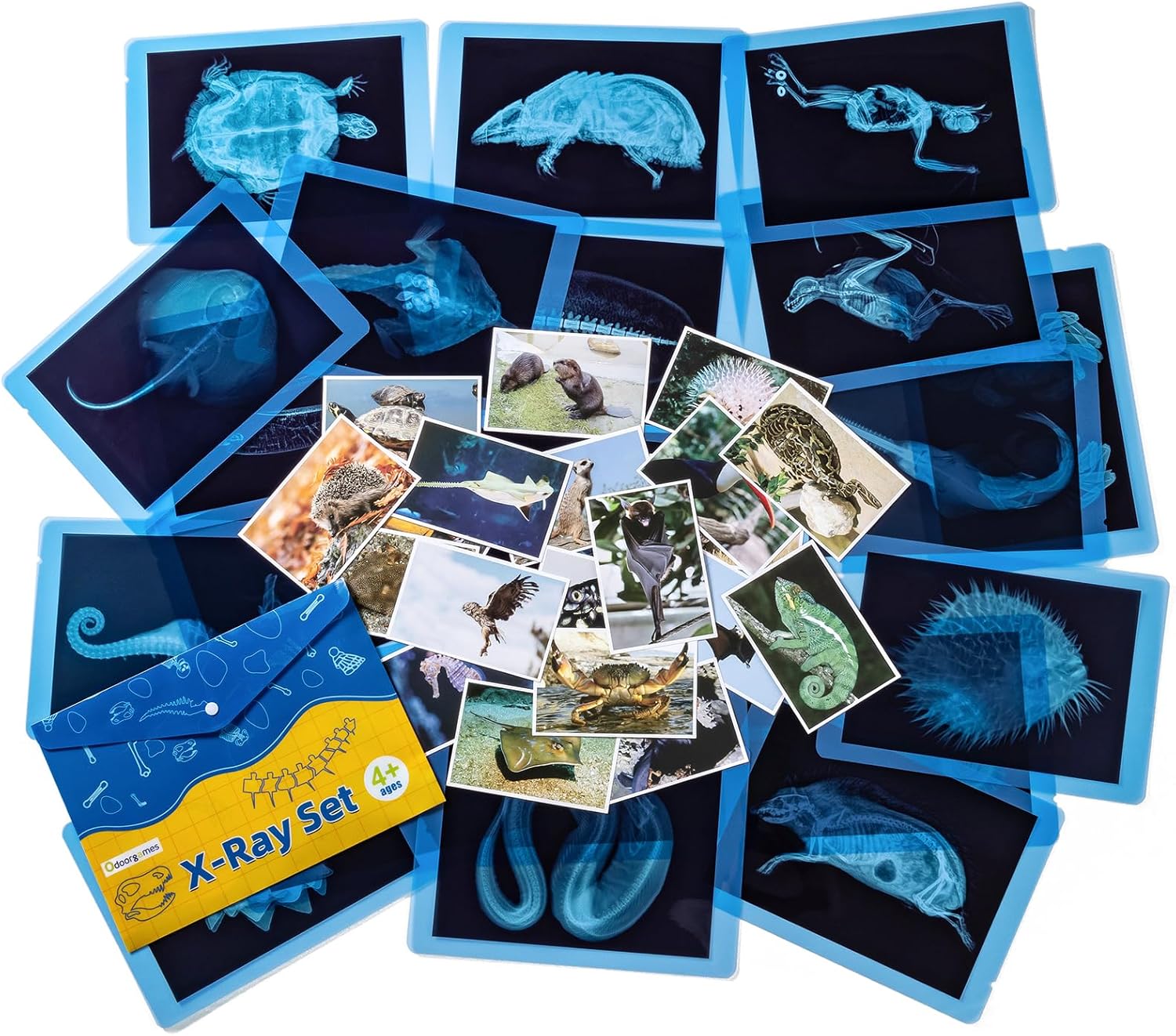 20 Pcs Animal Xrays and Picture Cards - Educational Science Kit for Kids, Explore The Fascinating World of Animal Skeletons