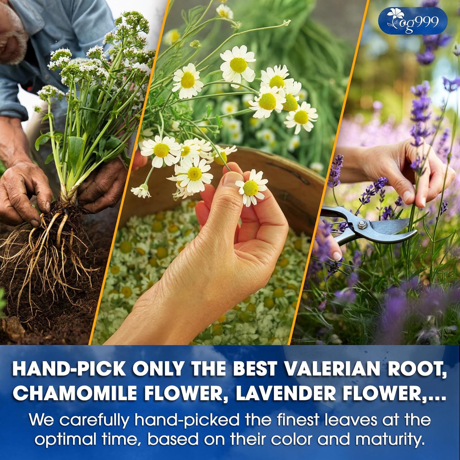 TOG999, Premium Valerian Dream Tea Bags | 60 Count | Herbal Blend with Valerian Root, Chamomile, Lavender, Rose Petal & Spearmint | Naturally Caffeine-Free, Relaxing Evening Tea. Vegan