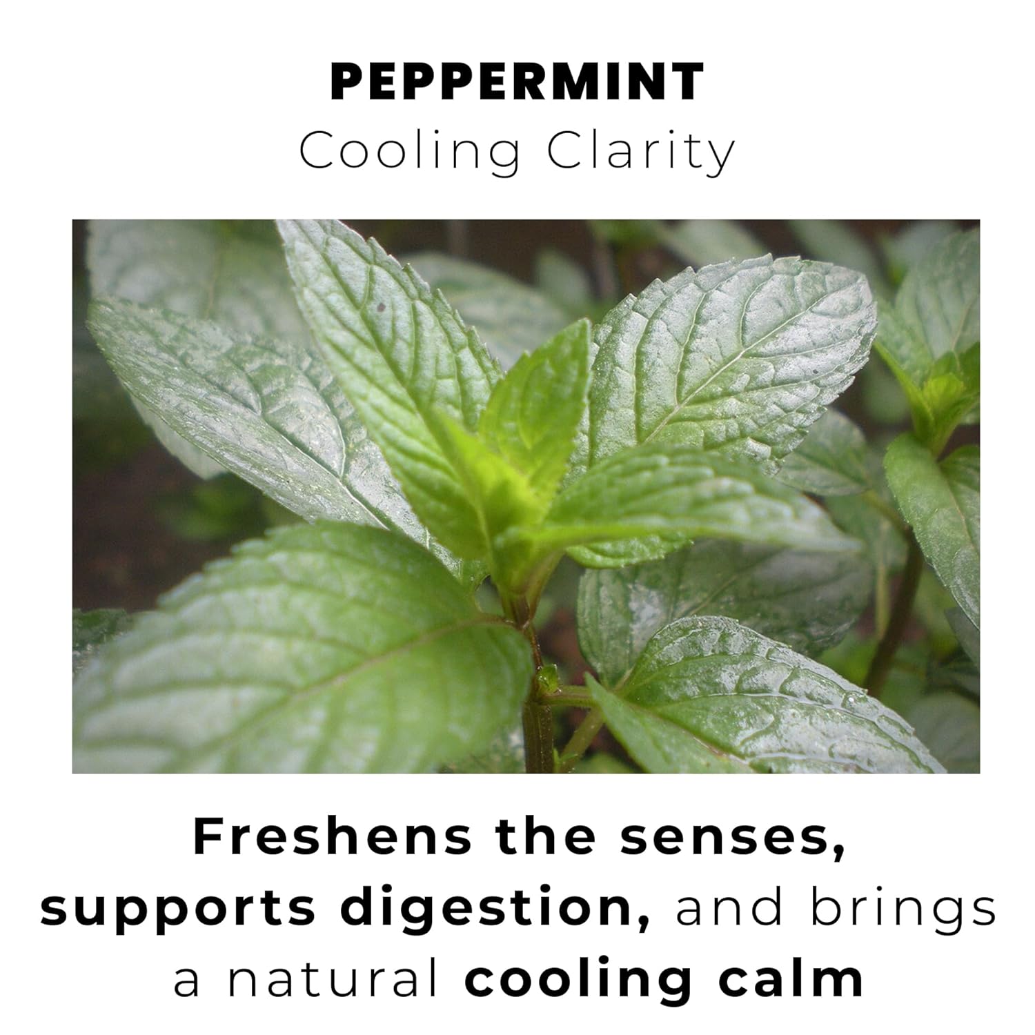 PEPPERMINT BLISS Premium Herbal Tea HARVESTED FROM THE HEART OF MOROCCO