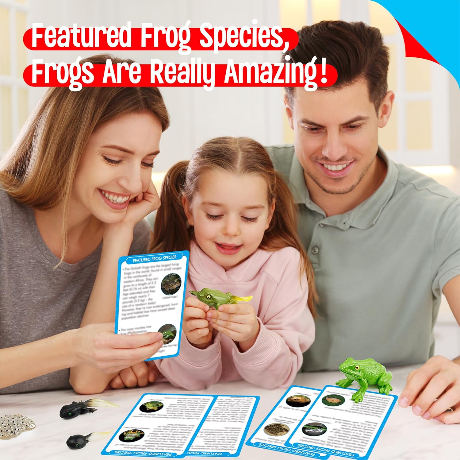15 Frog Life Circle Flashcards with 5 Plastic Figurines, Frogs Introduction Cards Plastic Insects Tadpole to Frog Kit Toy for Kids, Adults, Animal Lovers