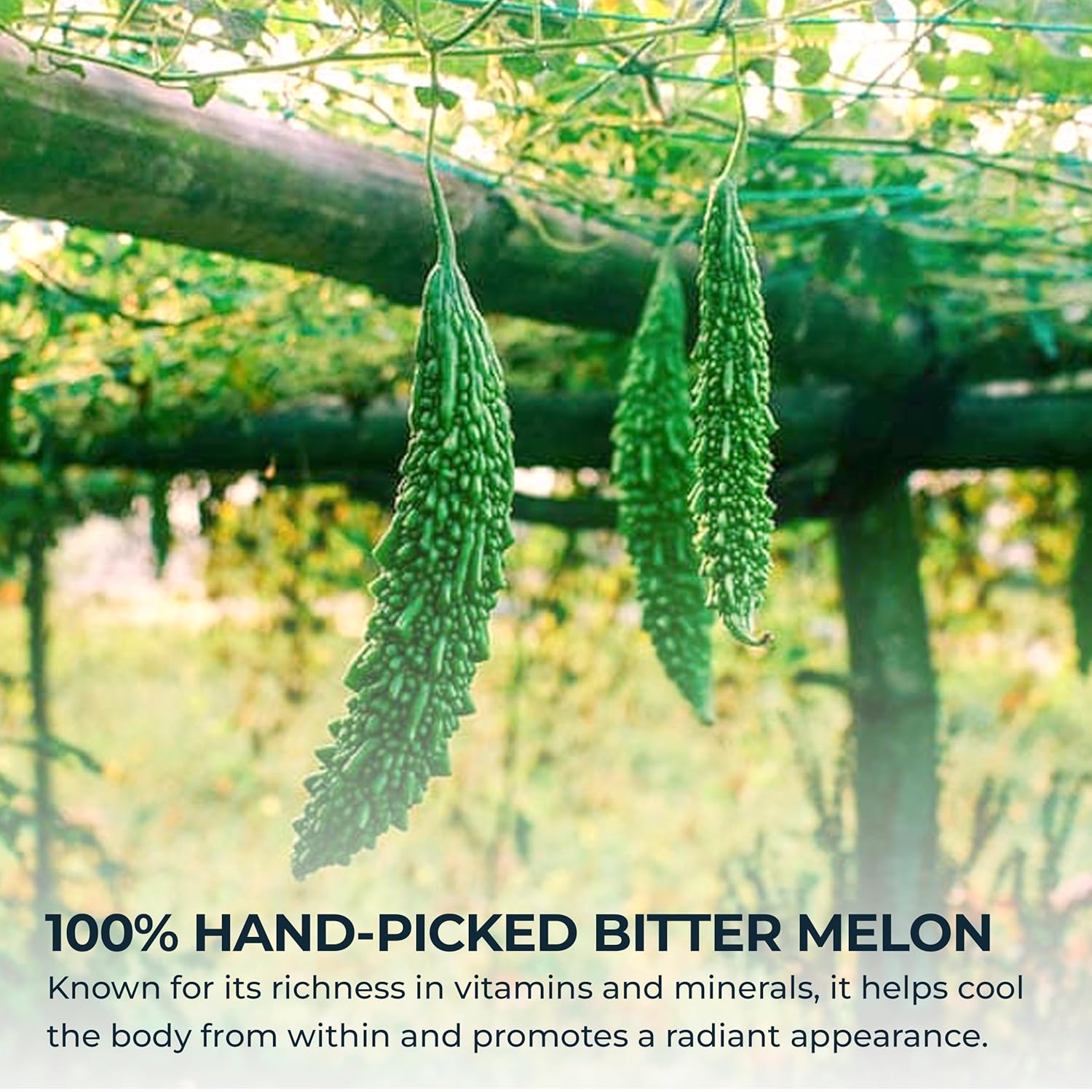 Bitter Melon Tea Bags - 70 Count (+5 Tea Bags), 4.2 oz, Bamboo Tong Included, Pure Bitter Gourd Herbal Blend for Refreshing, Digestion & Inner Health Support, No Sugar, No Caffeine