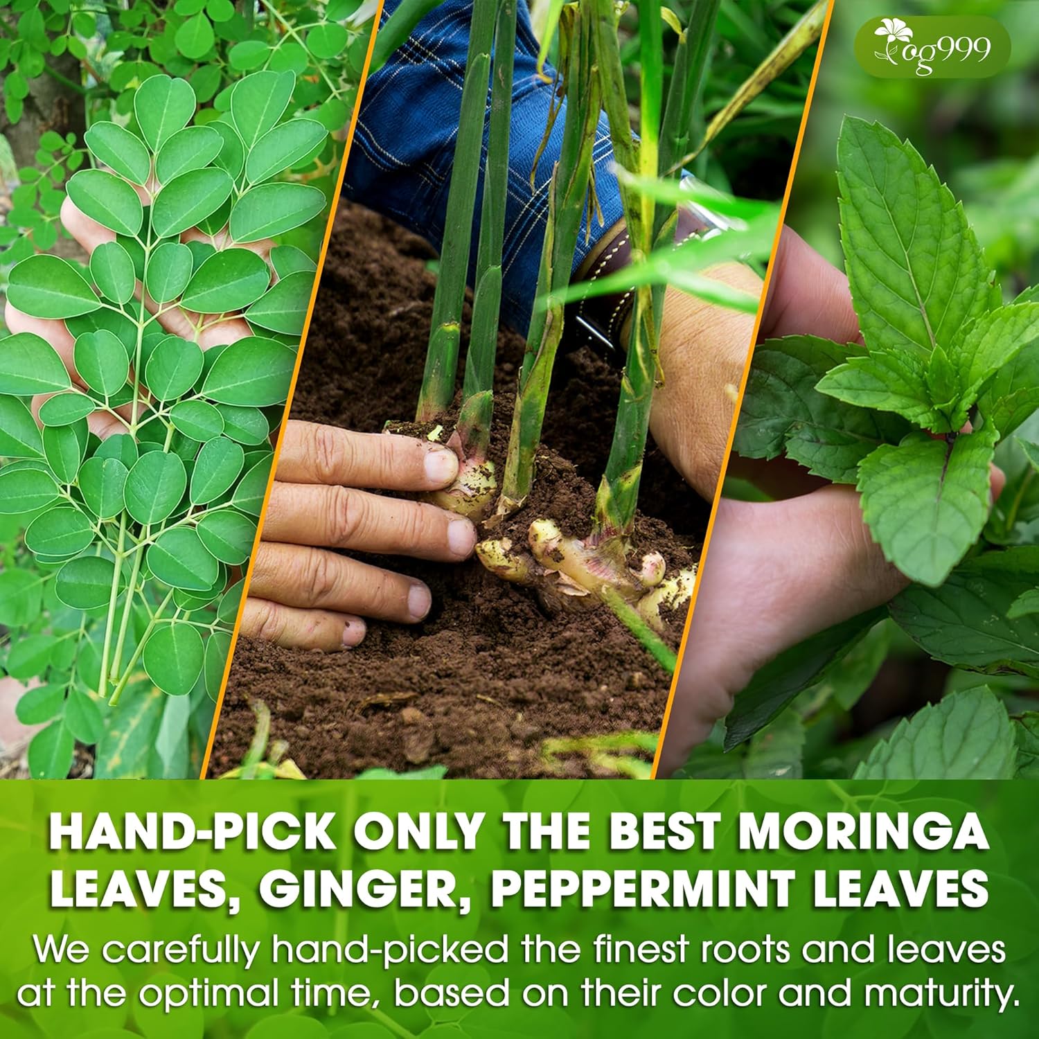 TOG999, Premium Moringa Ginger Peppermint Herbal Tea – 120 Tea Bags – Caffeine-Free, Plant-Based, Non-GMO, Naturally Refreshing Flavor, No Artificial Additives, No Sugar, No Gluten. Vegan