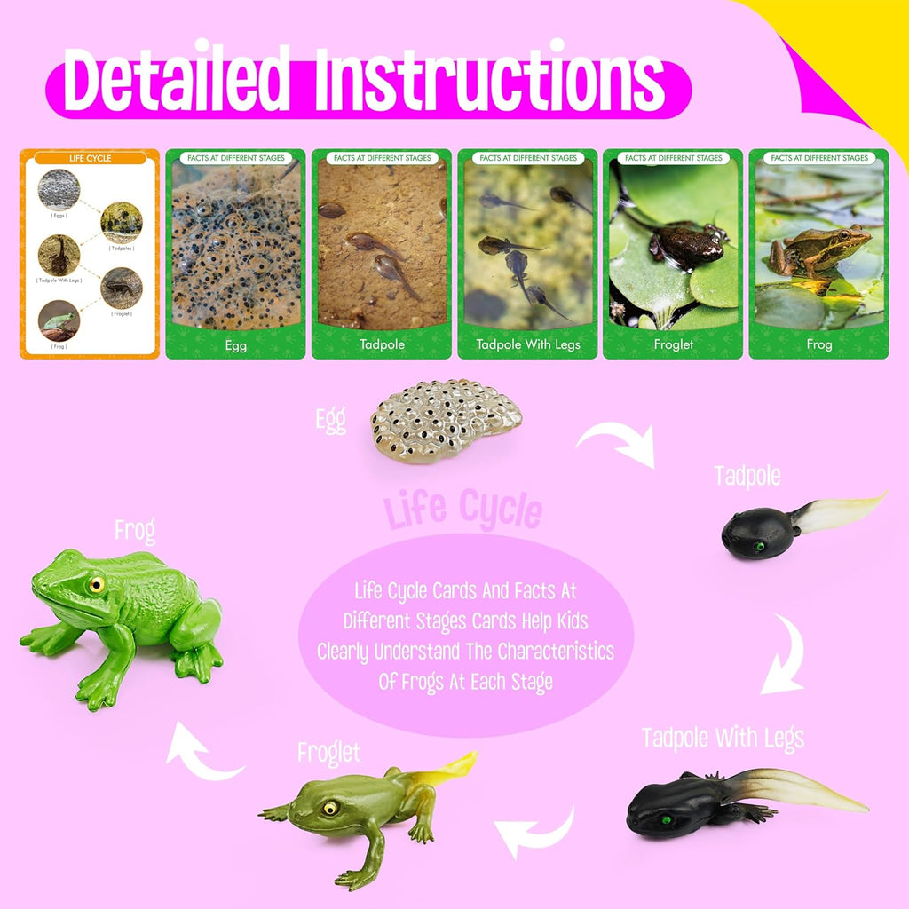 15 Frog Life Circle Flashcards with 5 Plastic Figurines, Frogs Introduction Cards Plastic Insects Tadpole to Frog Kit Toy for Kids, Adults, Animal Lovers