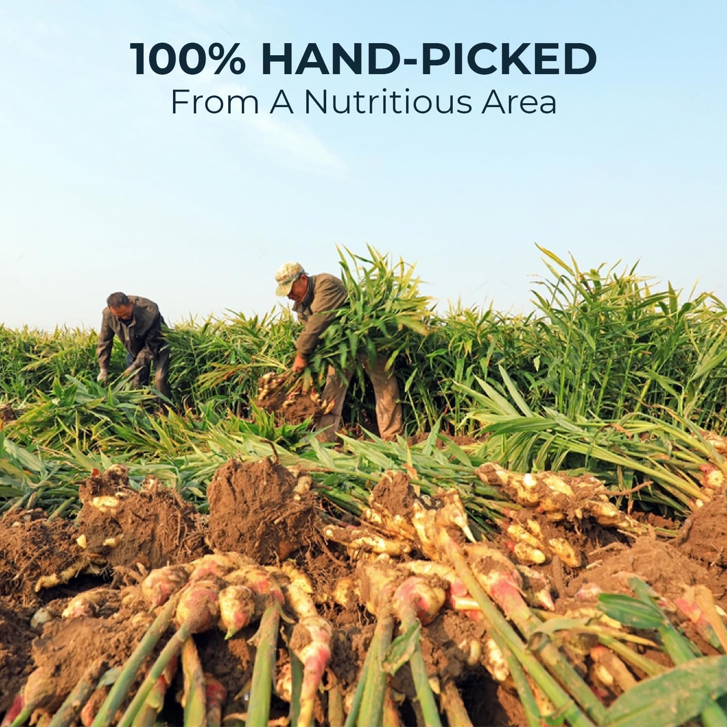 Ginger Tea Bags - 55 Count (+5 Tea Bags) Bamboo Tong Included - 4.16 oz, Re-Steep Herbal Tea Blend, Stimulates Appetite, Promotes Healthy Digestion & Boosts Immunity