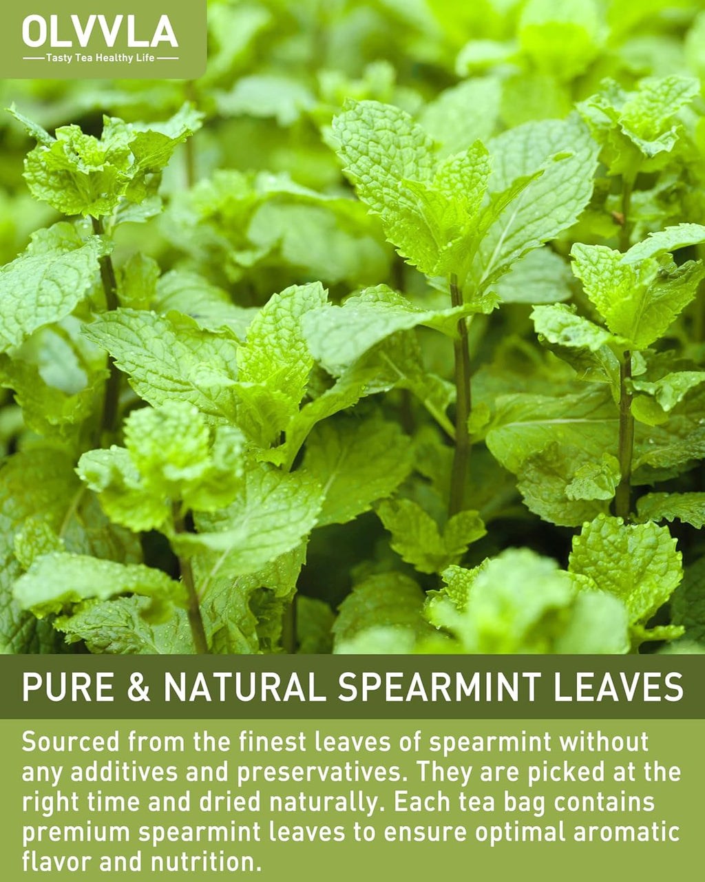 Olvvla - Spearmint Tea Bags - 1.5g X 50 Count - 100% Pure Natural Spearmint Leaves Herbal Tea - Non-GMO - Caffeine-free - Rich in Antioxidants & Promote Relaxation