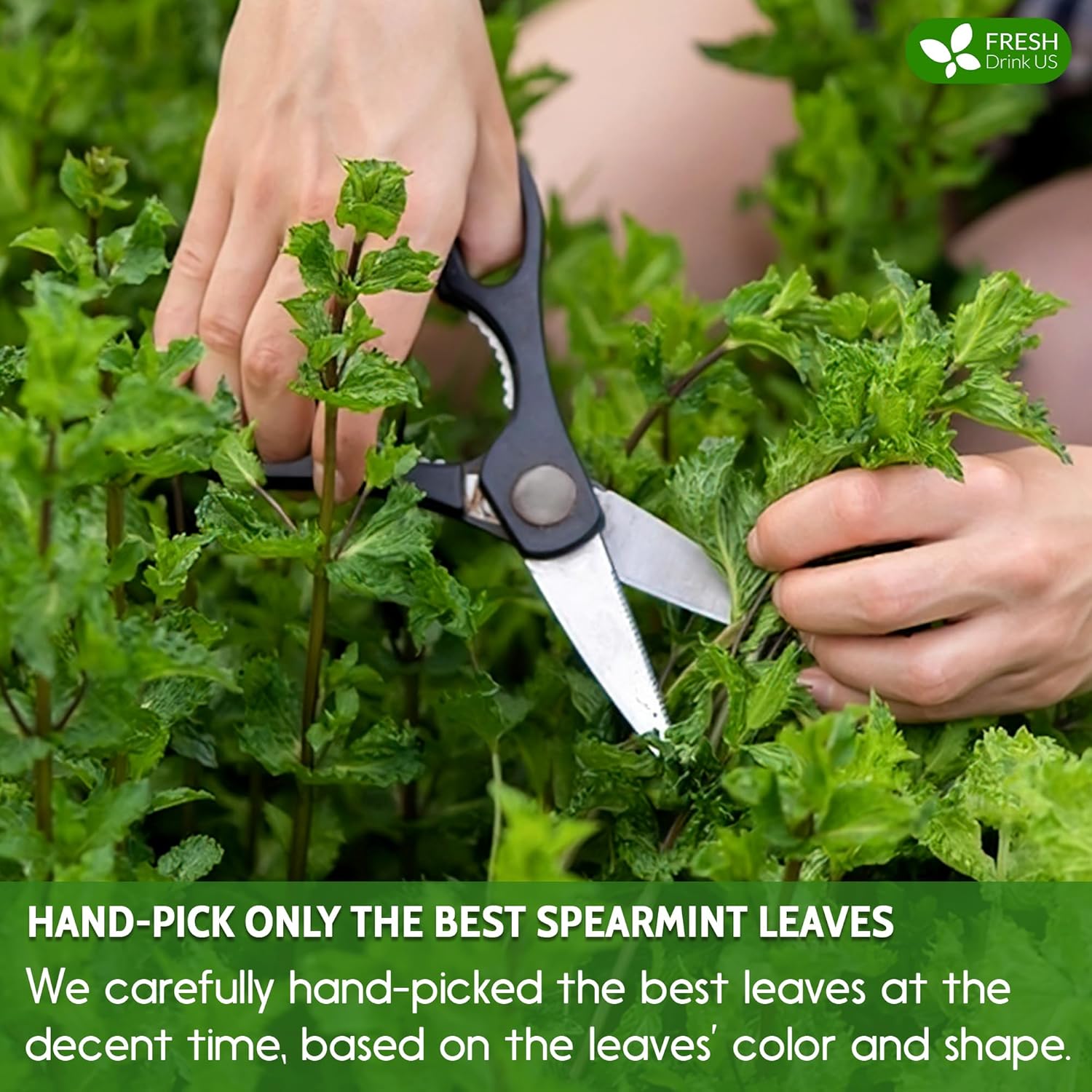 FreshDrinkUS Premium 135 Spearmint Tea Bags, 100% Natural & Pure Spearmint Leaves. Loose Leaf Herbal Tea. No Sugar, No Caffeine, No Gluten, Vegan