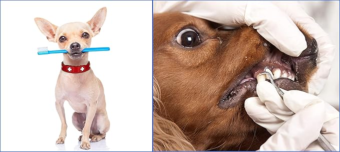 Professional Dental Hygiene Kit | Dentists Tools for Calculus & Plaque Removal | Stainless Steel Tarter Scraper, Probe, Scaler, Tweezers, Mouth Mirror and Free Protective Case for Humans and Pets