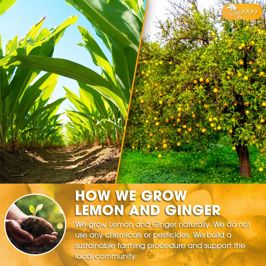 TOG999, Premium Lemon Ginger Tea Bags | 60 Tea Bags | Refreshing Herbal Blend with Bright Citrus & Warming Ginger | Naturally Caffeine-Free | 100% Plant-Based, Sustainably Sourced Herbal Tea