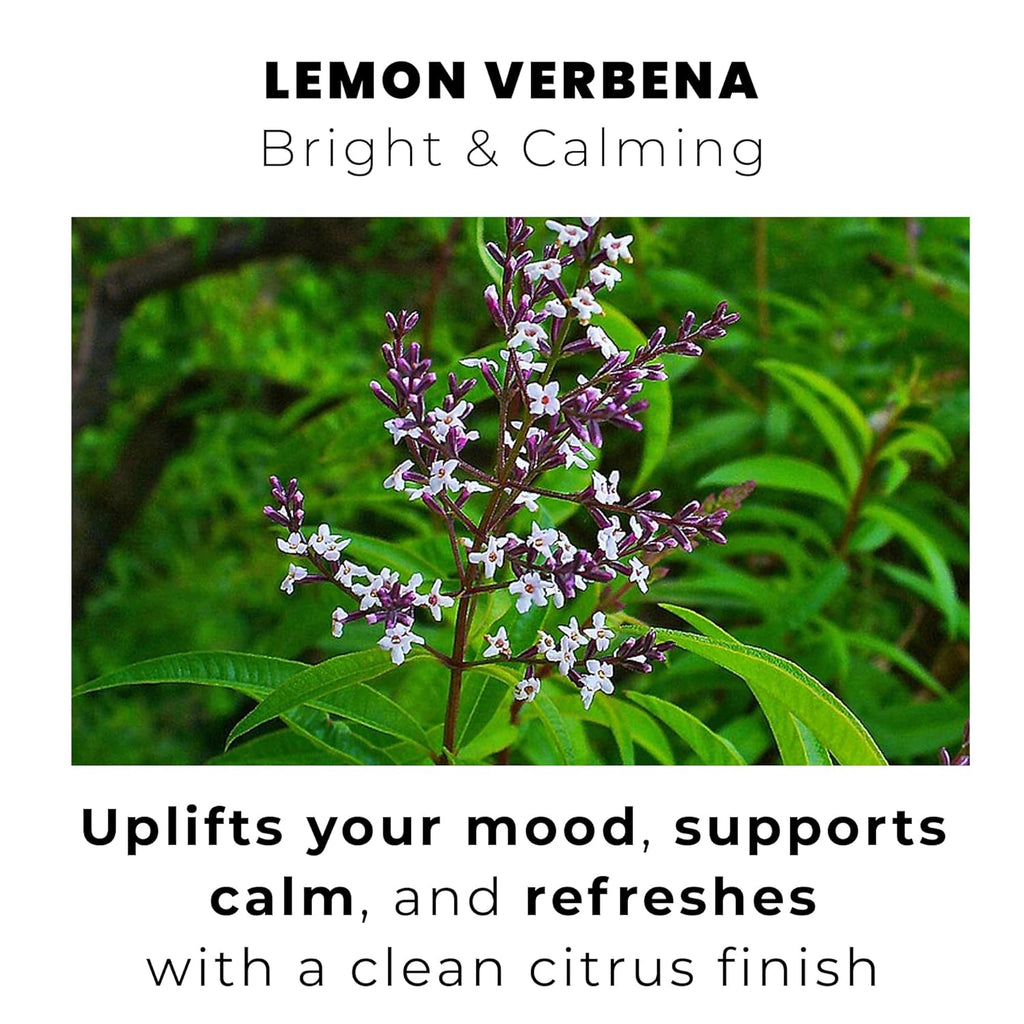100% LEMON VERBENA WHOLE LEAVES 66 SERVING GROWN UNDER ALBANIA’S SUNSHINE
