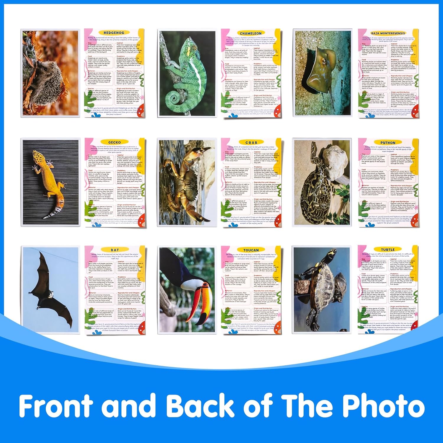 20 Pcs Animal Xrays and Picture Cards - Educational Science Kit for Kids, Explore The Fascinating World of Animal Skeletons