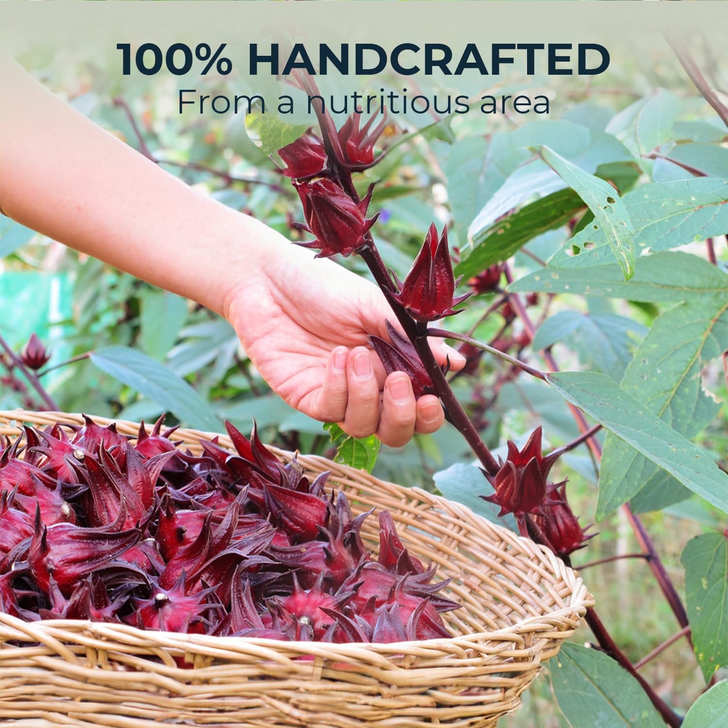 INJOY YOUR VITALGRI:N Roselle Hibiscus Tea Bags - 55 Count (+5 Tea Bags), Bamboo Tong Included - 4.16 oz, Re-Steep Red Artichoke Tea Herbal Blend, Vitamin A, C, D, Detox, Support, Atiso