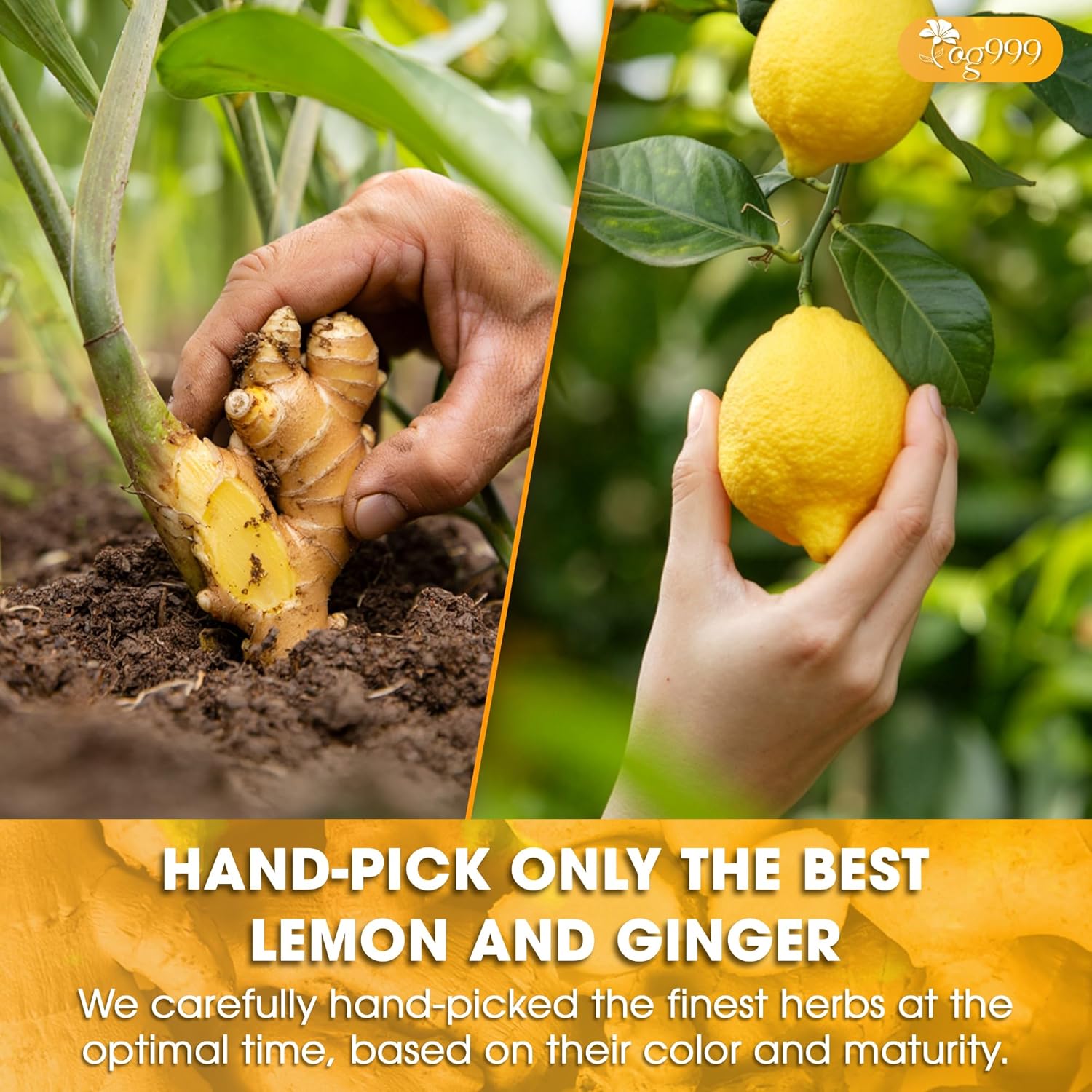 TOG999, Premium Lemon Ginger Tea Bags | 120 Tea Bags | Refreshing Herbal Blend with Bright Citrus & Warming Ginger | Naturally Caffeine-Free | 100% Plant-Based, Sustainably Sourced Herbal Tea