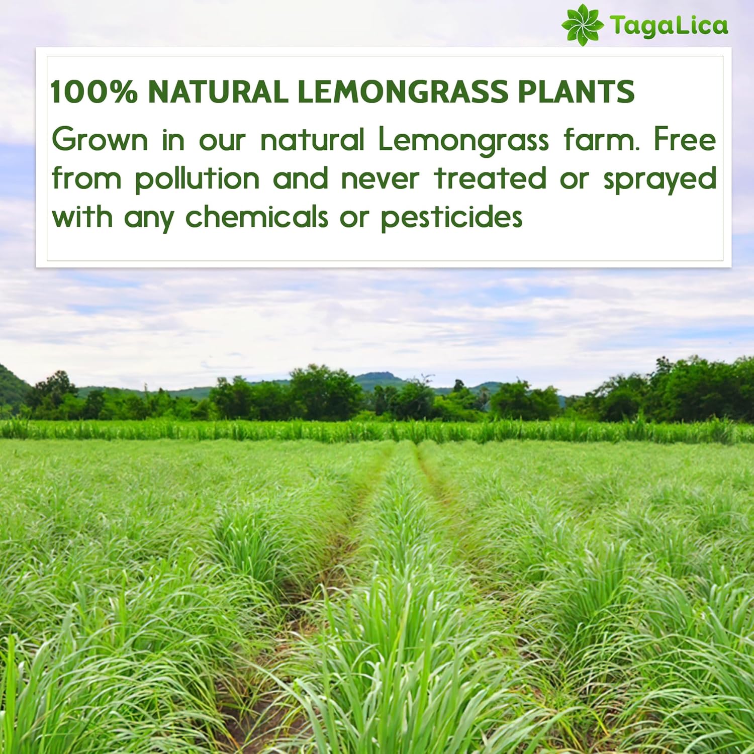 135 Lemongrass Tea Bags, 100% Natural & Pure Lemongrass leaves, Eco-Conscious Tea Bags, Lemongrass Herbal Tea. Lemongrass Leaf Tea. No Sugar, No Caffeine, No Gluten, Vegan.