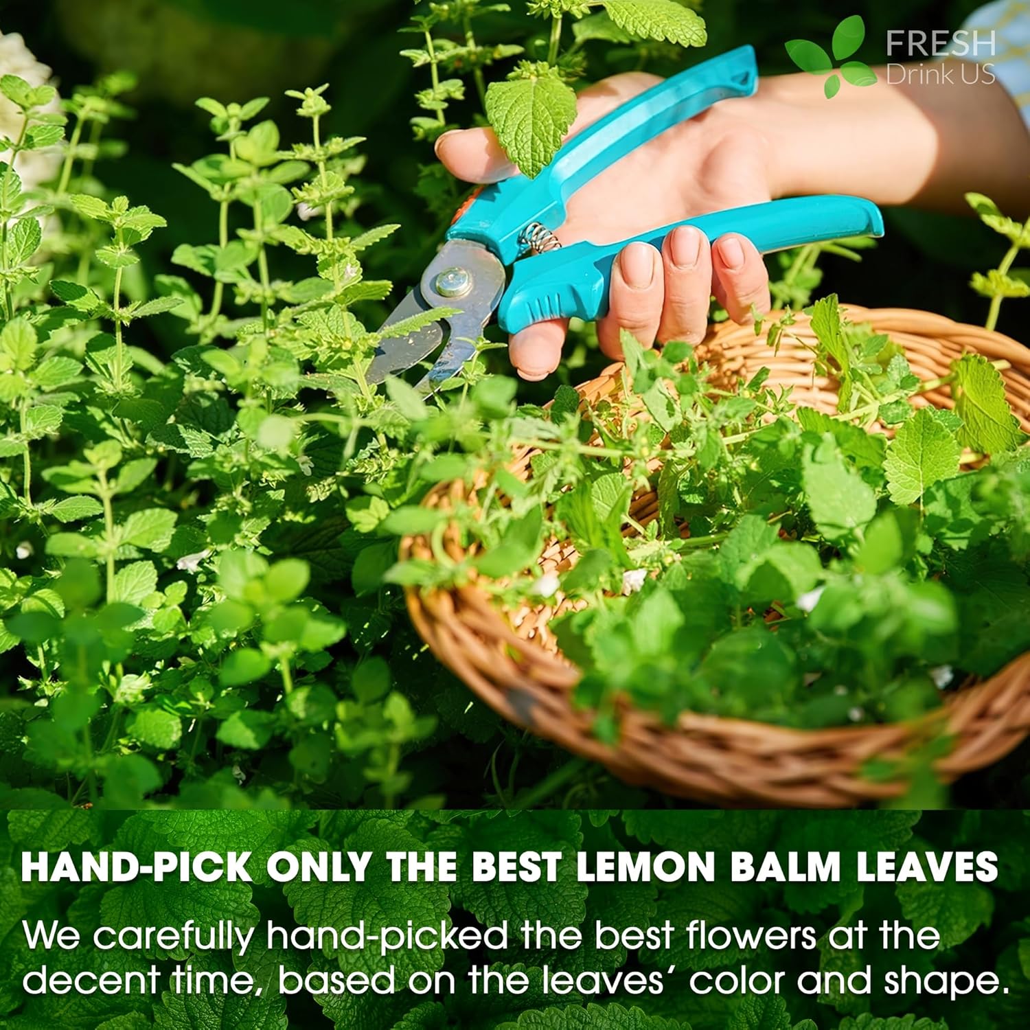 FreshDrinkUS, Lemon Balm Tea Bags | 75 Count |100% Pure Melissa officinalis – Naturally Calming Herbal Tea | Caffeine-Free, Premium Quality, Refreshing Flavor, Sustainably Sourced