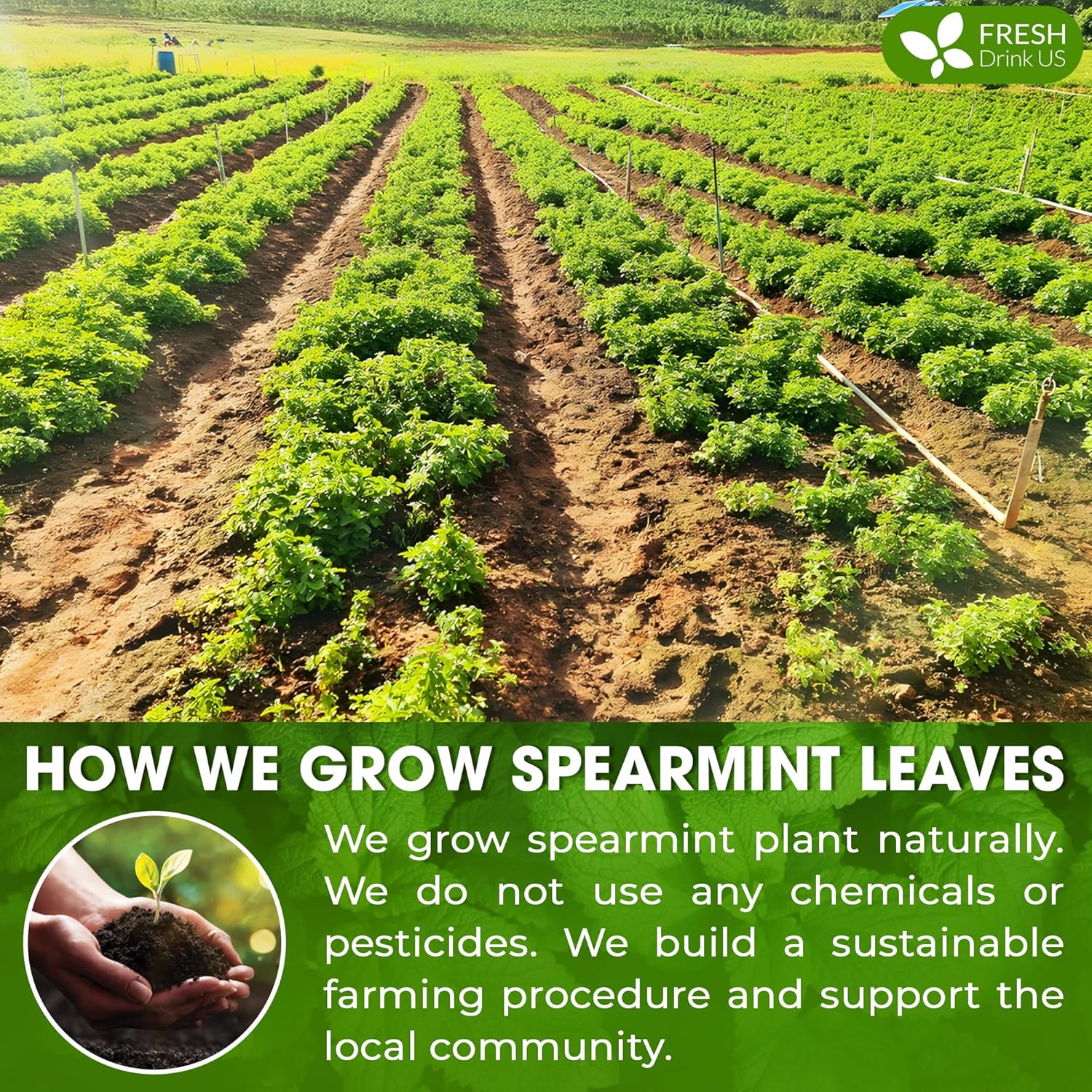 FreshDrinkUS, Premium Spearmint Leaf Powder 8oz – Pure Natural Mint Powder for Tea, Smoothies, Cooking, and Baking – Resealable Pouch