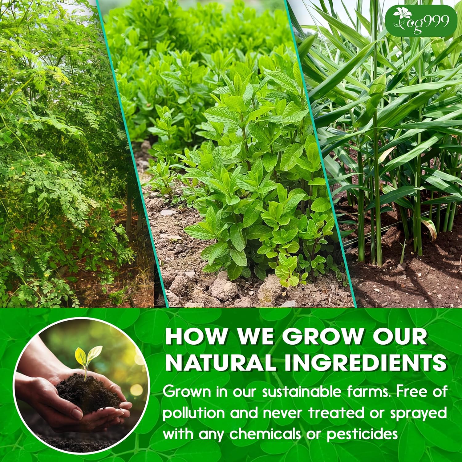 TOG999, Premium 20 Tea bags Super Moringa Herbal Tea, Special Blend of Moringa Leaves, Spearmint Leaves, Ginger, Lemon Peel and Chamomile. No Sugar, No Caffeine, No Gluten, Vegan.