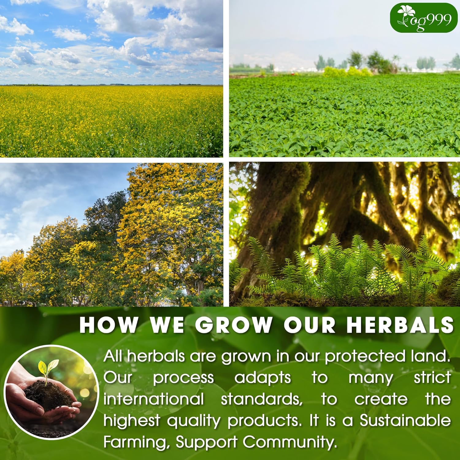 TOG999 100 Tea Bags Relieves Constipation Natural Tea, Blend of Senna Leaves - Peppermint - Licorice - Fennel, 100% Natural Ingrendients, Hand-made Herbal Tea, No Sugar, No Caffeine, No Gluten, Vegan.