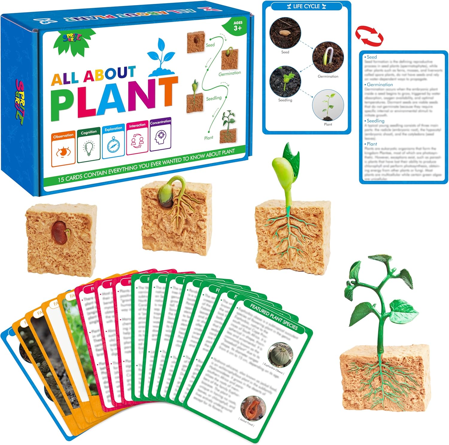 15 Plant Life Circle Flashcards with 4 Plastic Figurines-Seed to Plant, Plants Introduction Card Plants Growth Details for Nature Lovers & Adults, Montessori Toy for Kids
