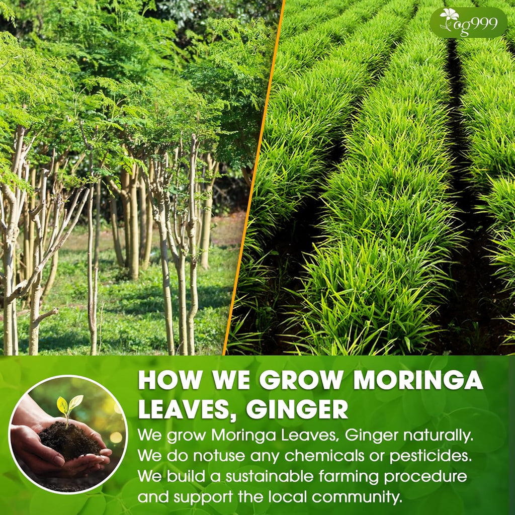 TOG999, Permium Moringa Ginger Herbal Tea – 60 Tea Bags – Caffeine-Free, Smooth & Warming Blend – Pure Ingredients, Sustainably Sourced. No Sugar. No Gluten. Vegan.