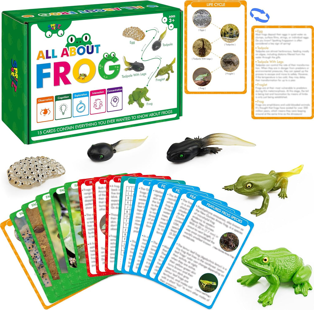 15 Frog Life Circle Flashcards with 5 Plastic Figurines, Frogs Introduction Cards Plastic Insects Tadpole to Frog Kit Toy for Kids, Adults, Animal Lovers