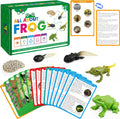15 Frog Life Circle Flashcards with 5 Plastic Figurines, Frogs Introduction Cards Plastic Insects Tadpole to Frog Kit Toy for Kids, Adults, Animal Lovers