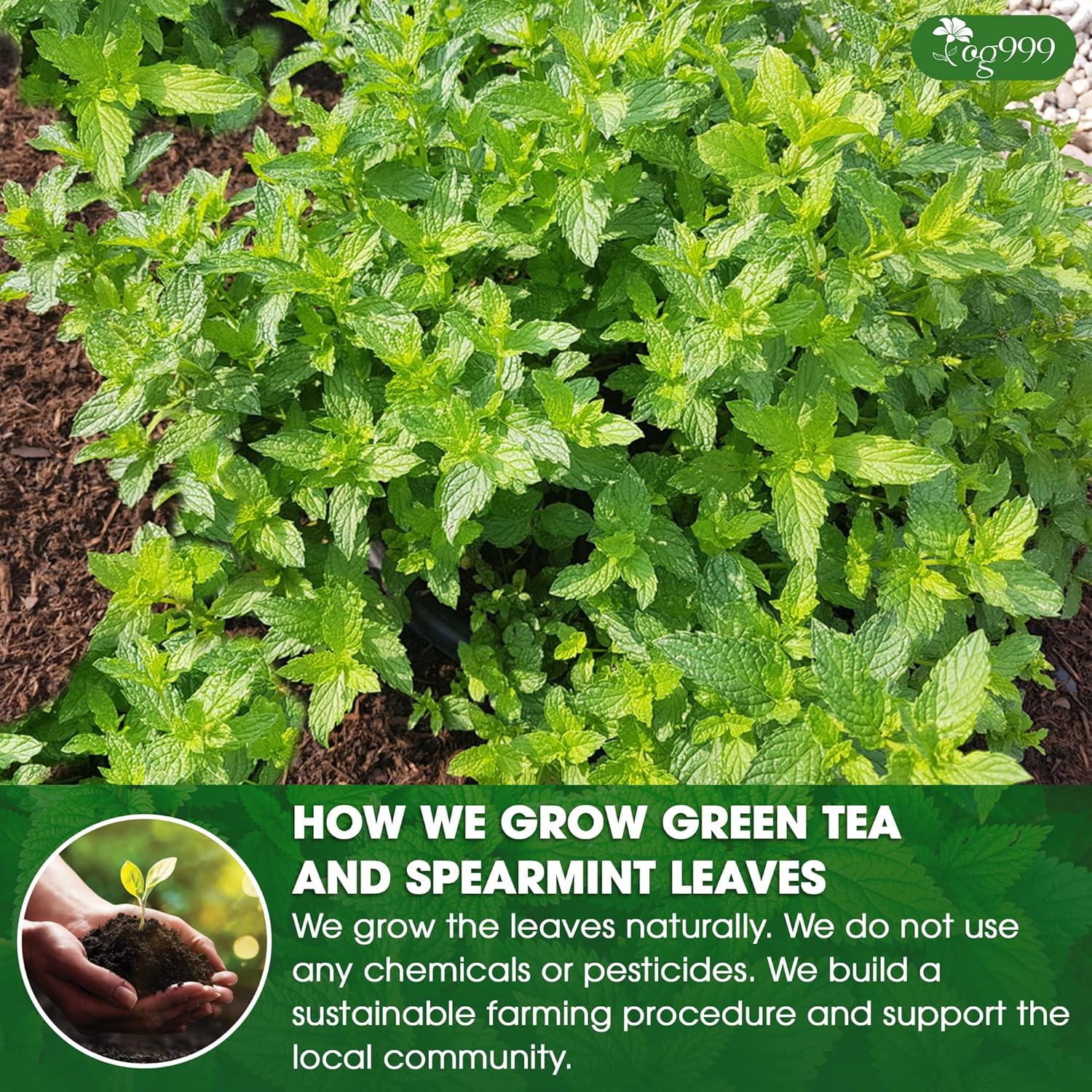 TOG999, Premium Moroccan Mint Green Tea | 60 Tea bags | Traditional Green Tea with Spearmint – Refreshing Flavor, Premium Quality Herbal Blend. Gluten-Free. Vegan