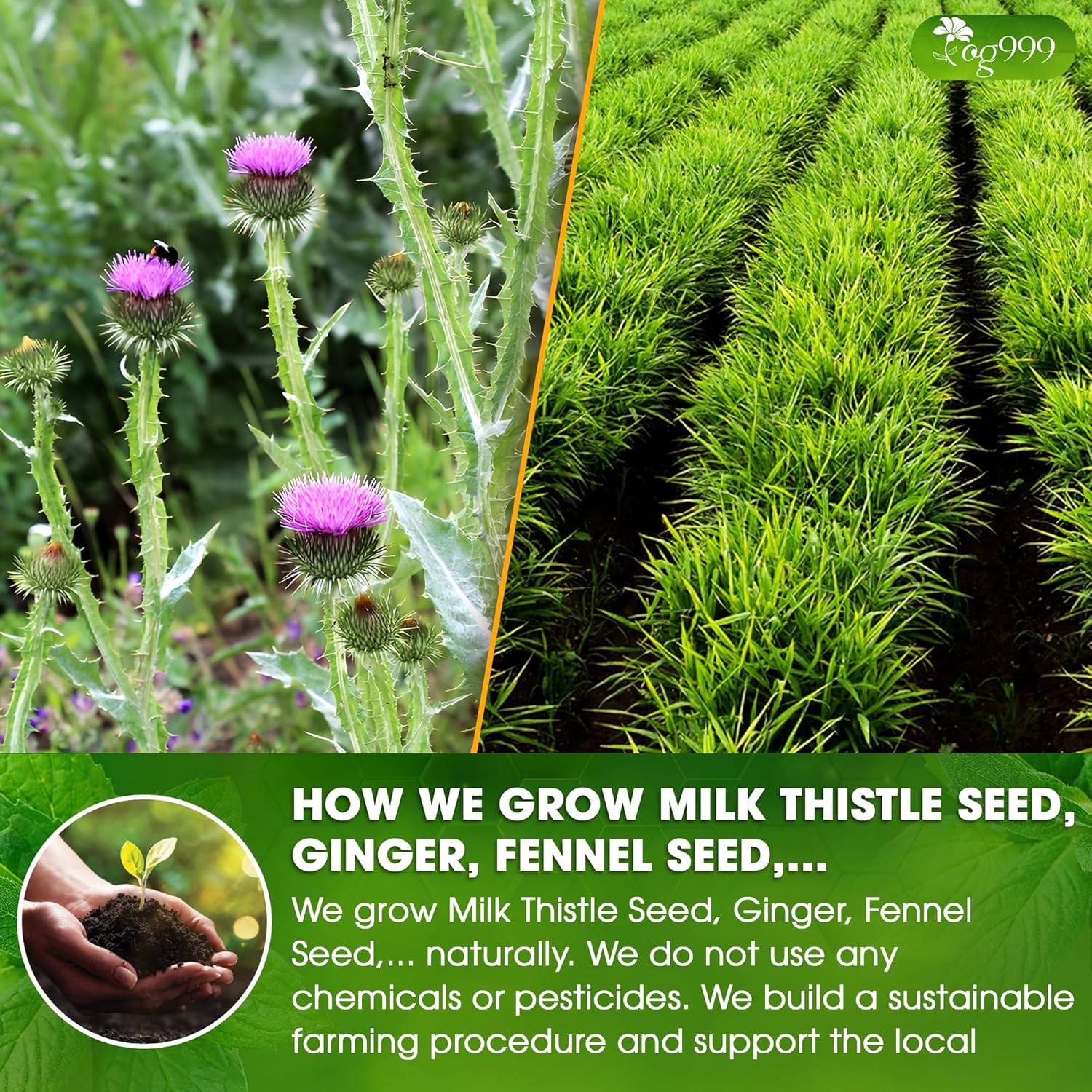 TOG999, Premium Stomach & Liver Herbal Tea – 60 Tea Bags – Milk Thistle Seed, Ginger, Fennel, Peppermint & Licorice – Caffeine-Free – Soothing & Refreshing Herbal Blend for Daily Enjoyment