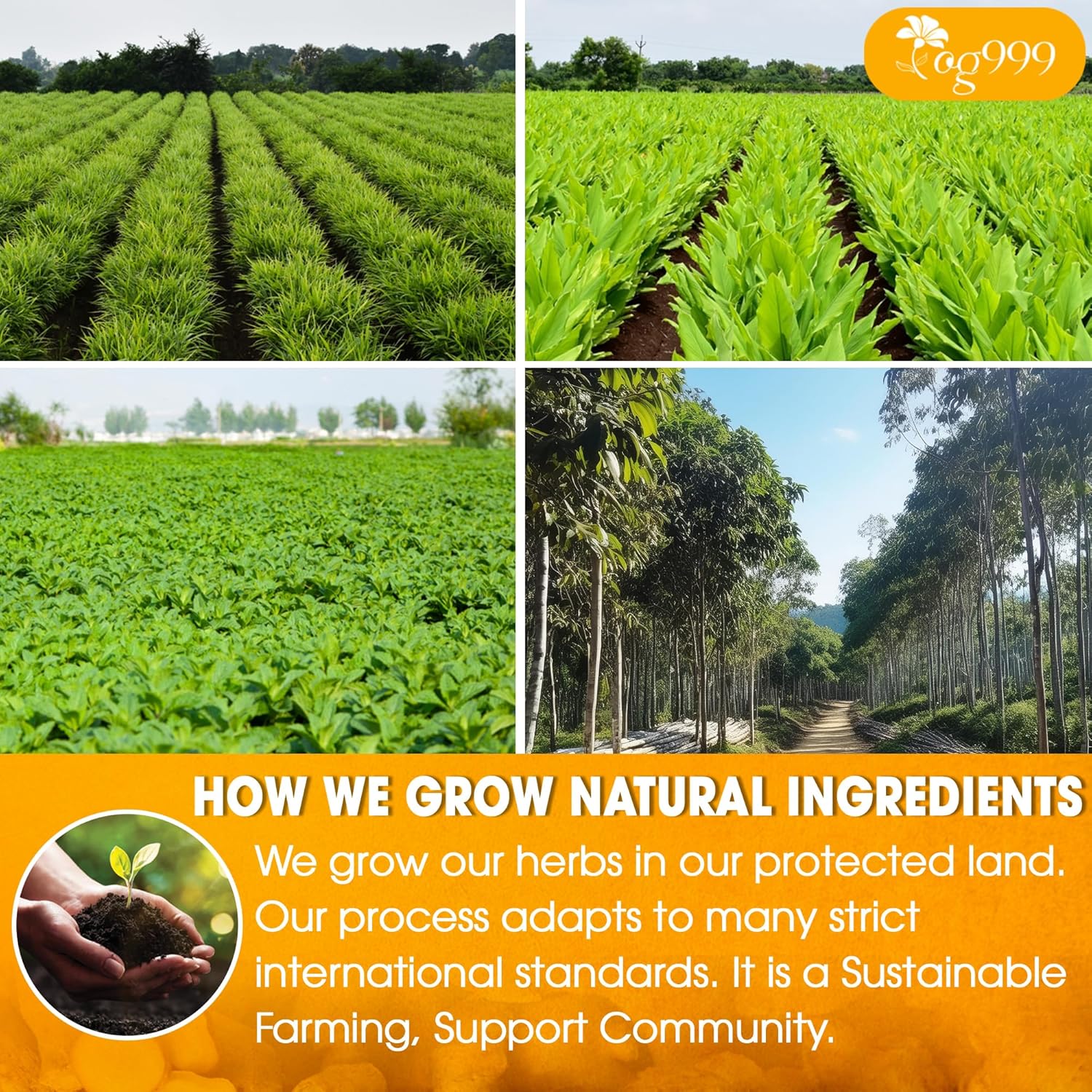 TOG999, 12oz/200 cups Anti-Inflammaheb Loose Leaf Tea | 100% Natural Blend of Ginger, Turmeric, Peppermint, Black Pepper & Cinnamon | Caffeine-Free, Sugar-Free, Gluten-Free, Vegan, Handcrafted